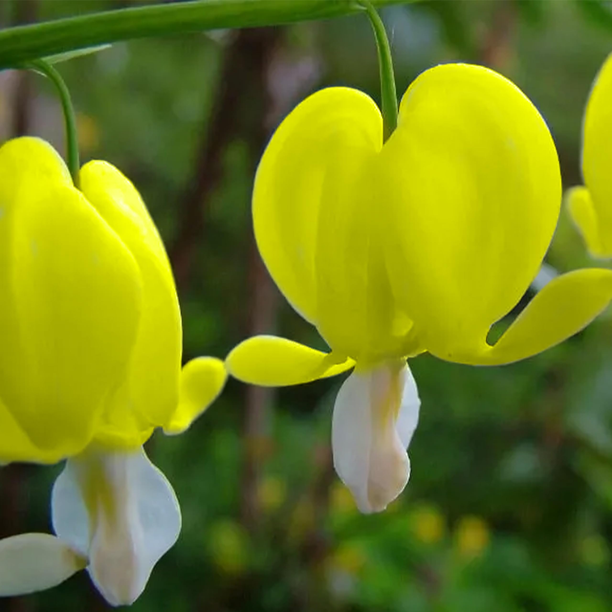 Bleeding (heart flower Dicentra spectabilis yellow) for planting in garden